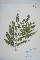 斜方複葉耳蕨藏品圖，第1張