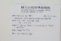 斜方複葉耳蕨藏品圖，第2張