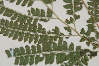 斜方複葉耳蕨藏品圖，第3張