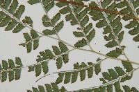 斜方複葉耳蕨藏品圖，第4張