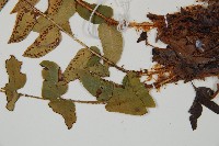 貫眾蕨藏品圖，第4張