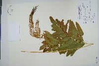 假紫萁、分株假紫萁藏品圖，第1張