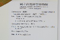 假紫萁、分株假紫萁藏品圖，第2張