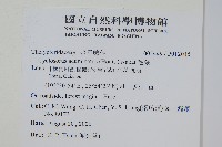 毛蕨藏品圖，第2張