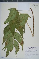 細齒貫眾蕨藏品圖，第1張