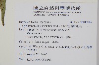 細齒貫眾蕨藏品圖，第2張