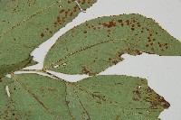 細齒貫眾蕨藏品圖，第3張