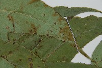 細齒貫眾蕨藏品圖，第4張