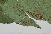 細齒貫眾蕨藏品圖，第5張