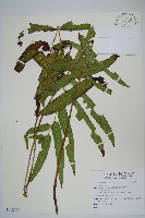 登錄號:P012017藏品圖，第1張