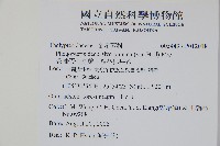 翅軸假金星蕨、短柄卵果蕨藏品圖，第2張