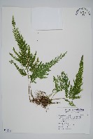 異葉卷柏藏品圖，第1張