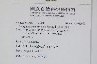 異葉卷柏藏品圖，第2張