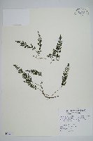 華東瓶蕨藏品圖，第1張