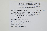 華東瓶蕨藏品圖，第2張