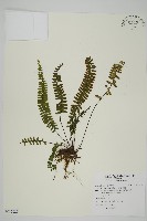 生芽鐵角蕨藏品圖，第1張