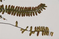 生芽鐵角蕨藏品圖，第3張