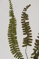 生芽鐵角蕨藏品圖，第4張