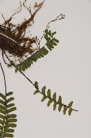 生芽鐵角蕨藏品圖，第5張