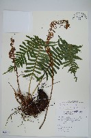 倒葉瘤足蕨藏品圖，第1張