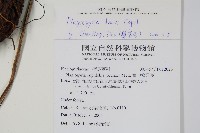 倒葉瘤足蕨藏品圖，第2張