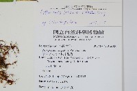 肢節蕨藏品圖，第2張
