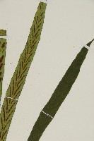劍葉鐵角蕨、箭葉鐵角蕨藏品圖，第3張