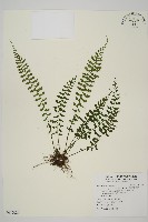 鱗柄鐵角蕨藏品圖，第1張