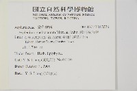 鱗柄鐵角蕨藏品圖，第2張
