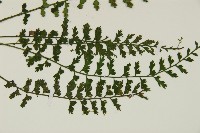 鱗柄鐵角蕨藏品圖，第3張