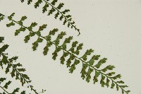 鱗柄鐵角蕨藏品圖，第4張
