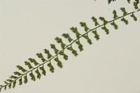 鱗柄鐵角蕨藏品圖，第5張