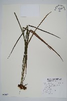 書帶蕨藏品圖，第1張