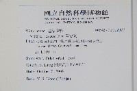 書帶蕨藏品圖，第2張