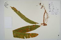 蓧蕨藏品圖，第1張