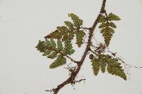 陰石蕨藏品圖，第3張