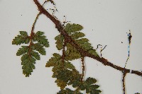 陰石蕨藏品圖，第4張