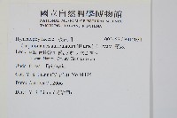 瓶蕨藏品圖，第2張