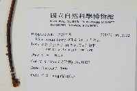 大星蕨藏品圖，第2張