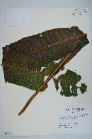 膜葉星蕨藏品圖，第1張