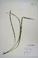 書帶蕨藏品圖，第1張