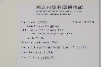 書帶蕨藏品圖，第2張