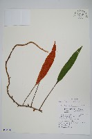 石葦藏品圖，第1張