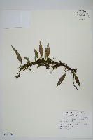 骨牌蕨藏品圖，第1張