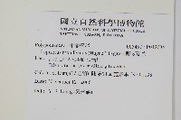 骨牌蕨藏品圖，第2張