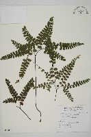 扇葉鐵線蕨藏品圖，第1張