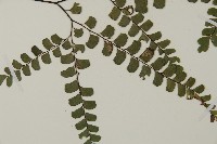 扇葉鐵線蕨藏品圖，第3張