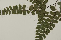 扇葉鐵線蕨藏品圖，第4張