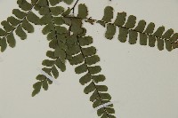 扇葉鐵線蕨藏品圖，第5張