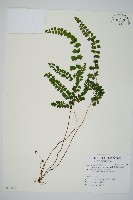 圓葉陵齒蕨藏品圖，第1張